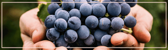 Italian Wine - THE COLORS OF GRAPES - Guidi Wines